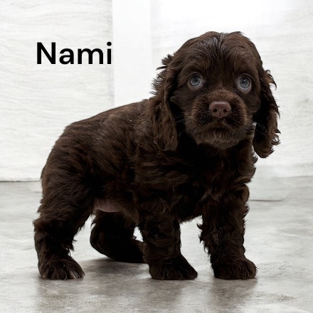 puppy, for, sale, Cocker Spaniel, Joe & Cherri  Overlease, dog, breeder, Miller, MO, dog-breeder, puppy-for-sale, forsale, nearby, find, puppyfind, locator, puppylocator, aca